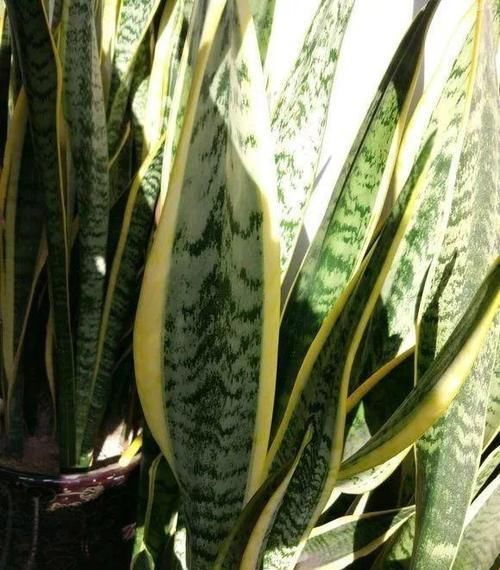  「虎皮兰」虎尾兰叶子发黄，有黄斑？喂点“大骨粉”，7天有效“祛黄斑”