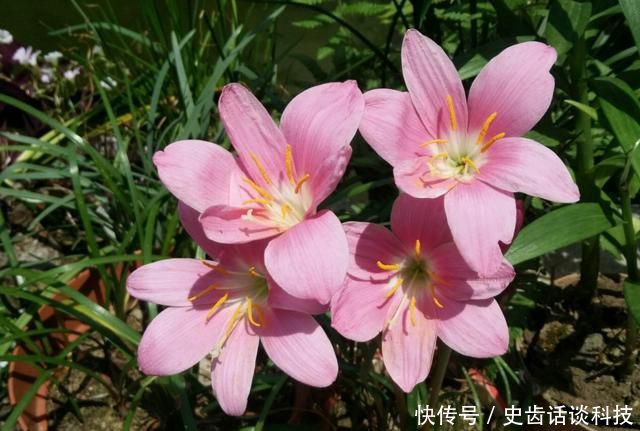  [枝繁叶茂]室内不知道养什么花？推荐此3种，好养易活枝繁叶茂，花期非常长