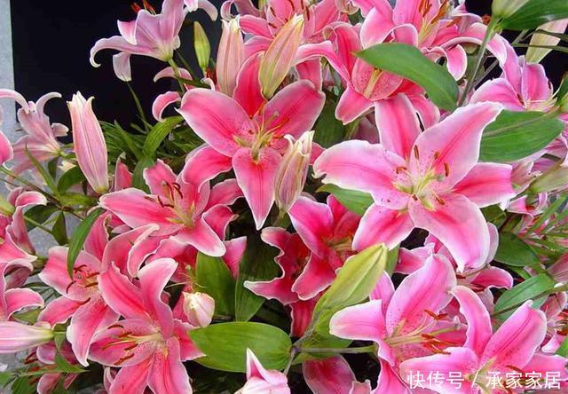  『鳞茎』“百合”谢花后，想分化植株？做好这几点，来年花期又能多几盆