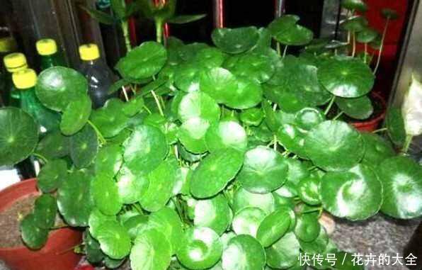 『寓意』这6种花,寓意吉祥,看看你喜欢吗?
