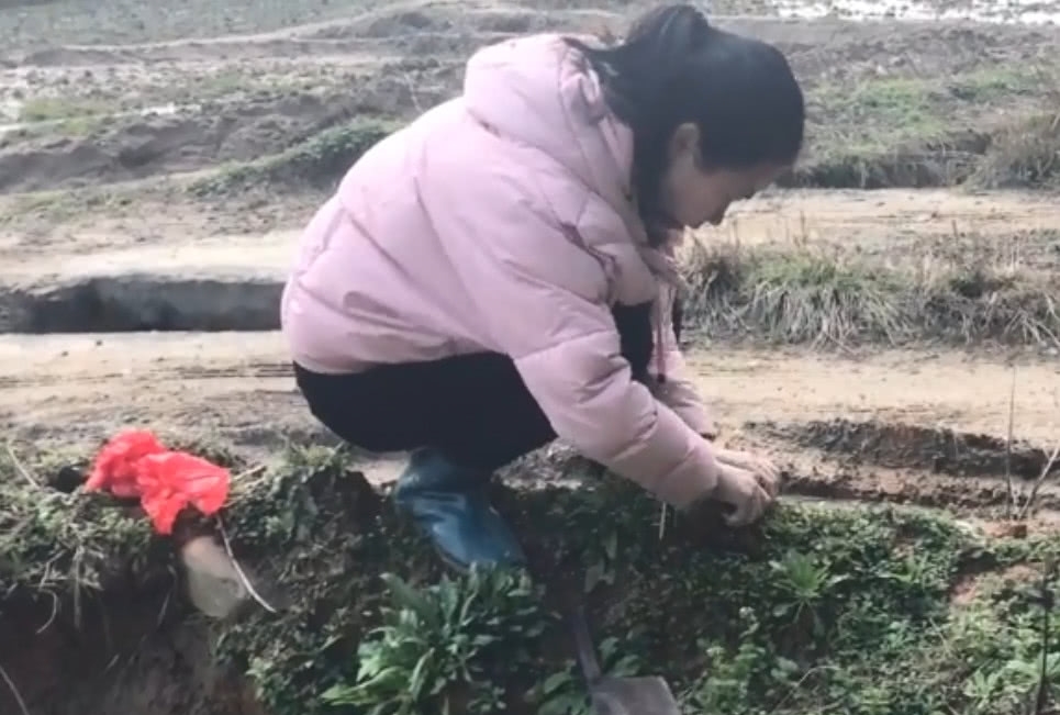 农村长满疙瘩的野草，20年前用来煎鸡蛋，如今数量少很难挖到了