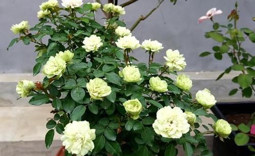  [长达]此植物，俗称“花中皇后”，花期长达200天，院内种2棵，常年赏花