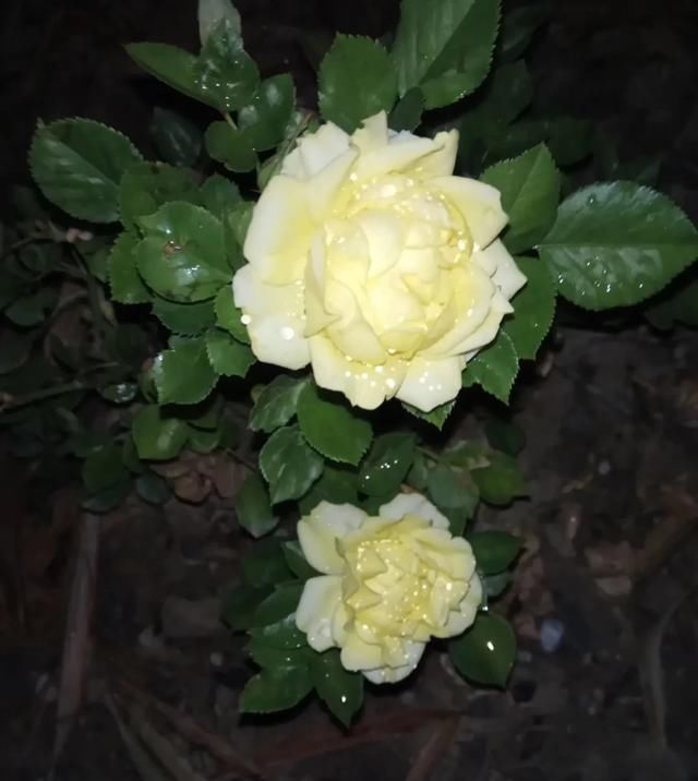 『丰花性好』狼家自育的表现到底如何,戳进来看看花友们的大实话