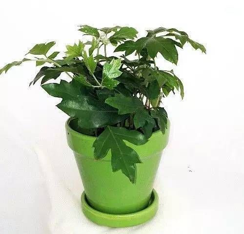 「就要」22种室内极难养死的植物，绿植就要选这些