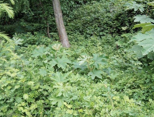  [根茎]“1种野草”根茎有价值，被称为“通草”，1斤20元买不到，珍贵！