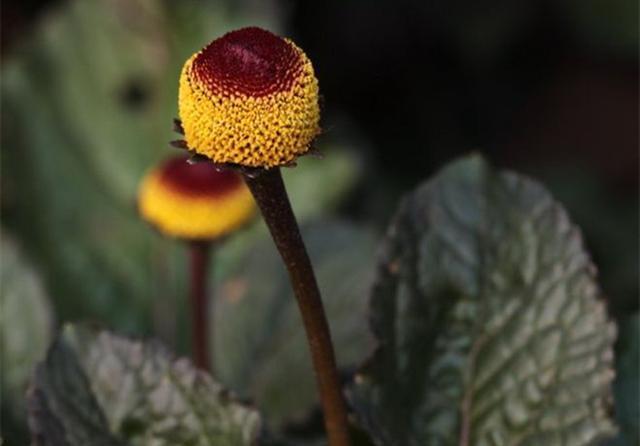  「纽扣」开花像纽扣又像糖果的桂圆菊，播种前后做好5点，开花鲜艳奇特