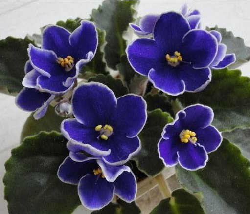  [花香]养花养个好看的，不怕热花开不断，丢在阳台变瀑布，花香沁人心扉