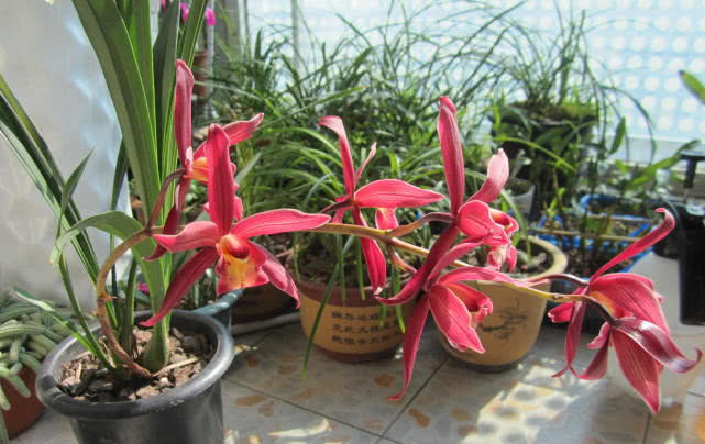  『紫霞仙女』花期最长的兰花，开花几个月，花开“香飘十里”，好养易活物美价廉！