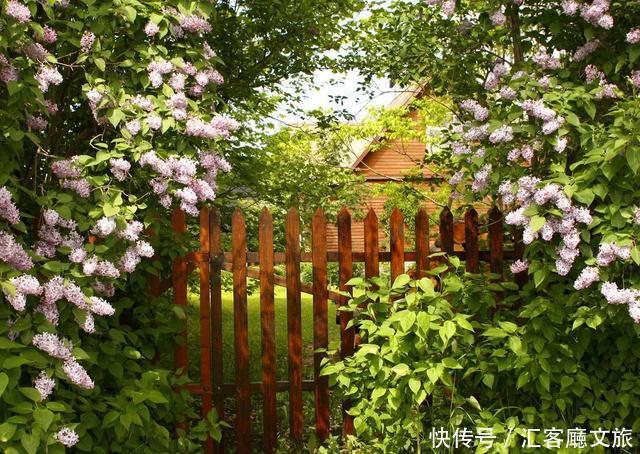 就想有个小院子，和你种花烹茶一辈子！