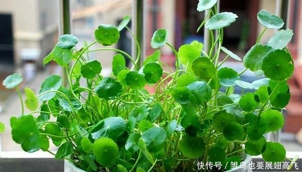 「铜钱」铜钱草忒''爱喝水'',居家盆栽牢记3个重点,枝叶蹭蹭长爆盆