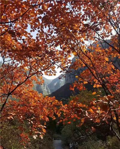 一夜之间这里的变红了,想要赏红叶、银杏,这里不可错过!