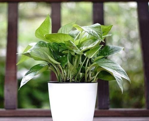  植物■哪些花能忍受恶劣的环境，养护容易一些？