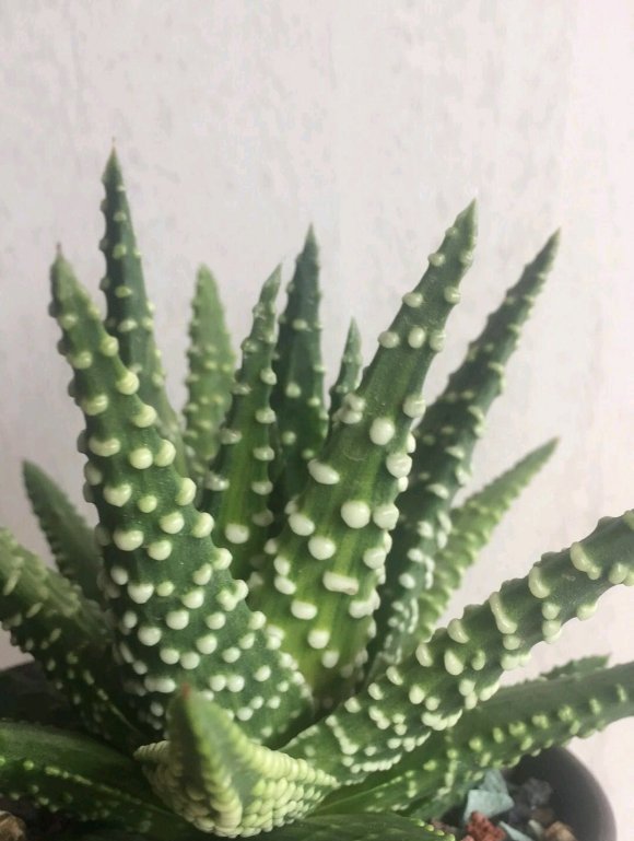  植物|硬叶十二卷，比多肉还火的植物，好养不烂根，颜值高价格低
