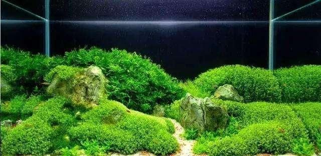 水下叶：陶粒种爬地矮珍珠，把握几个要点，一样能成功