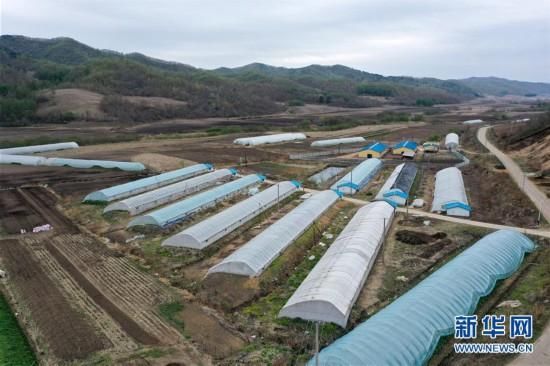  「经济」吉林安山野菜经济富农家