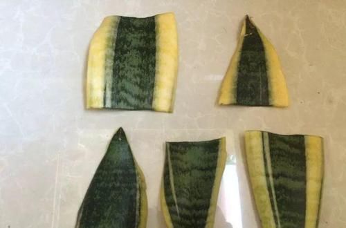  「蟹爪兰」养花也能很省钱，5种花揪叶子，插土里1盆生10盆！