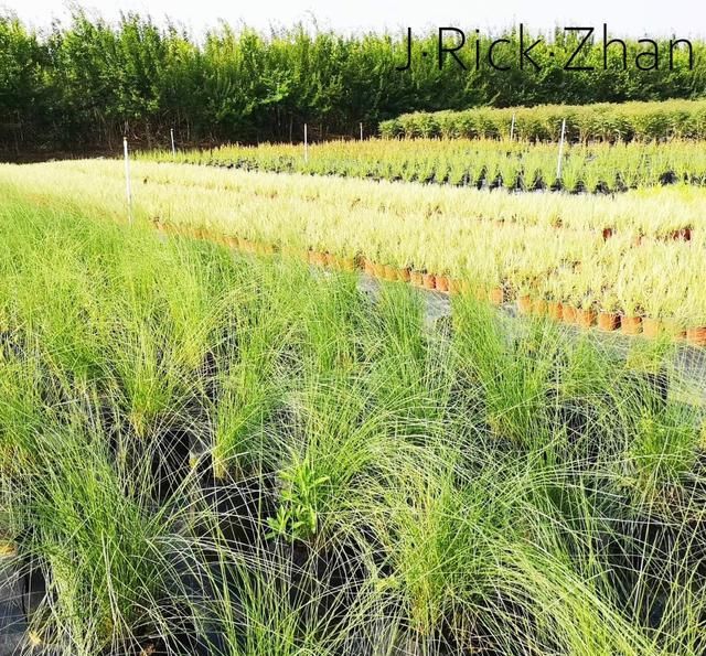  『景观』浅谈建造花境景观那些事