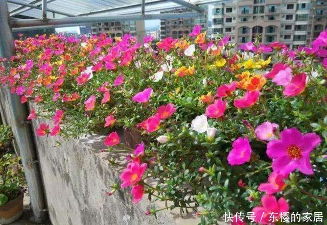  「花朵」太阳花养护技巧贴：开花、繁殖、养护，三大窍门让阳台变成花园
