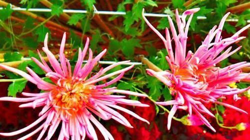  翡翠景天@喜欢菊花，首选此款“菊中精品”火舞，似粉嫩舞者，雅淡清丽！