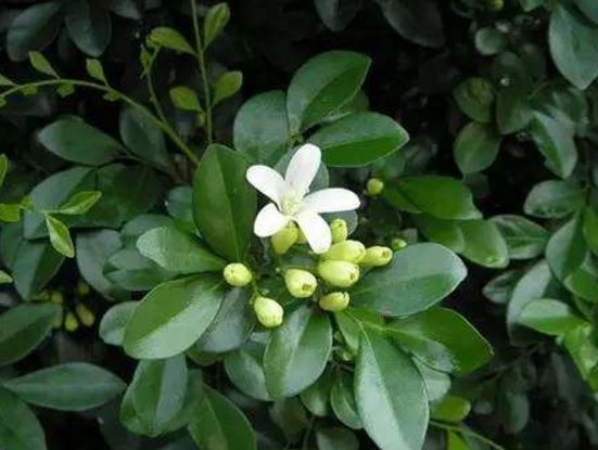  [养盆]乡间趣事！阳台养盆“香水花”，花匠教你5招，花朵洁白精致，花香香飘九里