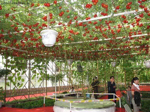  【番茄】巨型番茄树，单株番茄树可产番茄32000个！种一棵，够吃