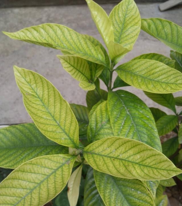  「调料」栀子花黄叶？给它加点厨房调料，叶子绿油油
