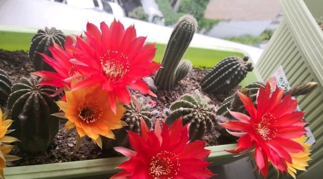  『漂亮』此款盆栽仙人球，一年多次开花，花超漂亮，种植简单，很值得拥有