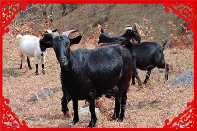  收益：农村养殖这几种畜禽收益高，而且销路不愁，值得推荐