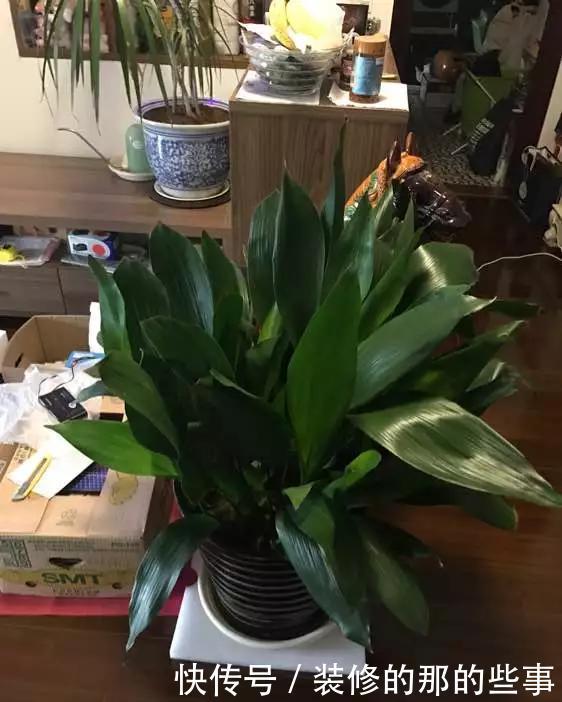  [耐阴]春节养5种能“清空气”的花，耐阴又漂亮，新手也能养得好！