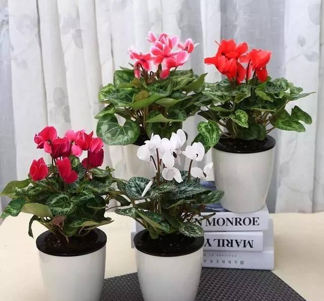  #阳光充足的环境#100种常见开花植物的养护要点与花期，快来看看有没有你喜欢的