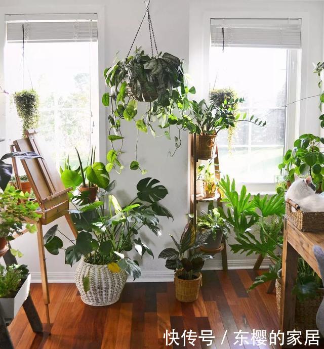  屋外@3种“致病花”，客厅卧室少放，聪明人都搬到屋外去了！