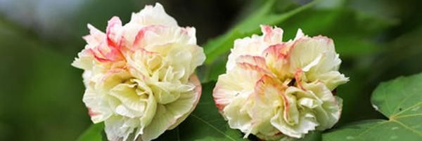  [扦插]盆栽芙蓉花怎么养?盆栽芙蓉花的养殖方法