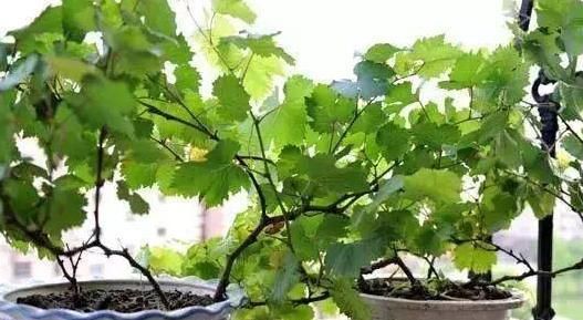  『葡萄』在家养绿植不如阳台种葡萄，既能看又能吃，夏季还能乘凉避暑