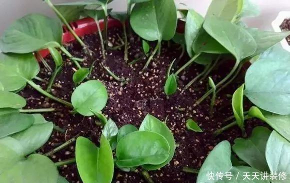  『绿萝』养花技巧：春天赶紧扦插绿萝，扯根枝插3盆，5种方法个个好活！