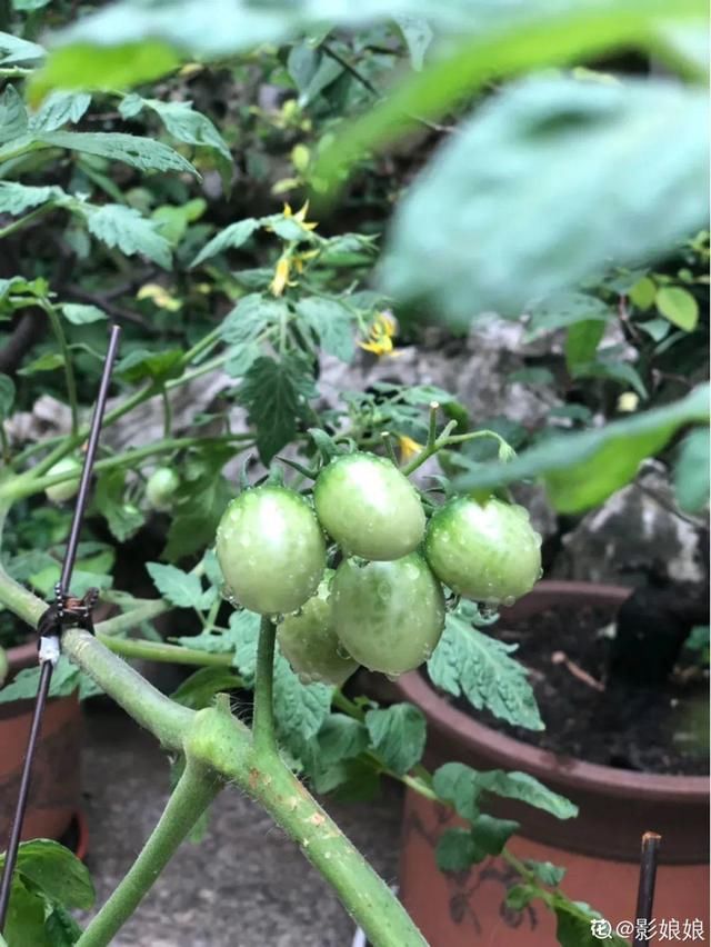  『生活』有一方小院，和你一起养花种草，这样就挺好