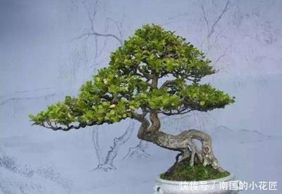 杨树■杨树怎么修剪?