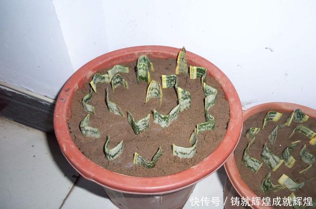  土里■这些根本不用打理的绿植，随意往土里一丢即可长出花园，你养过吗！