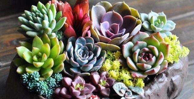  #春天#春暖花开，多肉植物这样养，叶肥茎也壮！