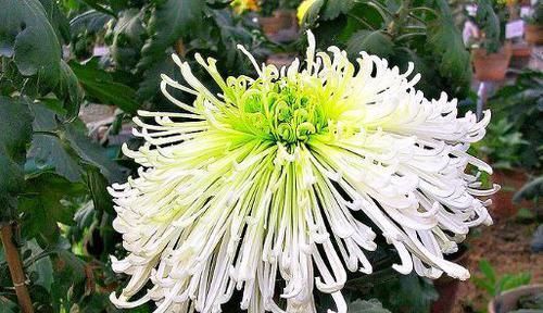  「铜钱草」喜欢菊花，首选此款“菊中精品”绿萍，似绿翠青颜，美丽清奇！