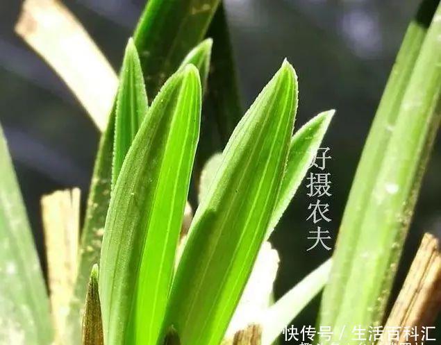 新芽@兰花种植技巧,新芽期的三大忌,犯了一个都会烂苗