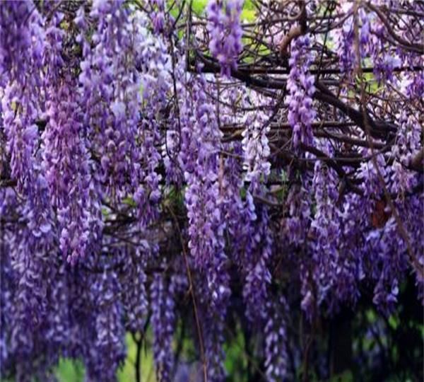  『温馨浪漫』甜蜜梦幻的花朵，花期可达200天，竟然还有这种花