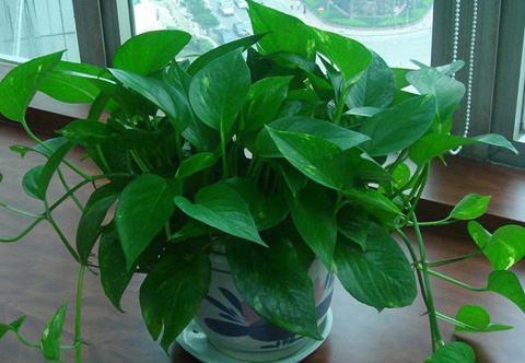 「富贵竹」新手可养的“4种花”,个个扔土里就能活,越不管生长越旺盛!
