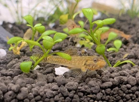  「虾虎鱼」你对原生鱼了解吗？几张图让你体会原生鱼之美