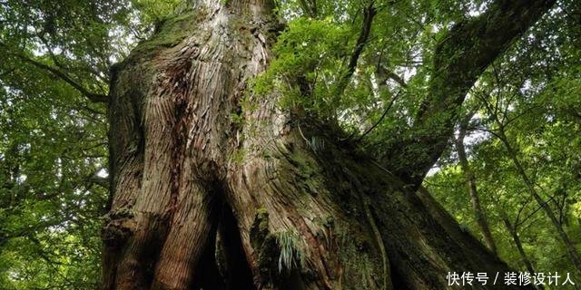 中国有棵树，全世界仅此一棵，外国人想看就只能来中国