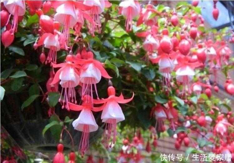 #朱瑾#夏天养花3种花怎么少,花美好养很耐晒,喜光喜水花期长,美爆了