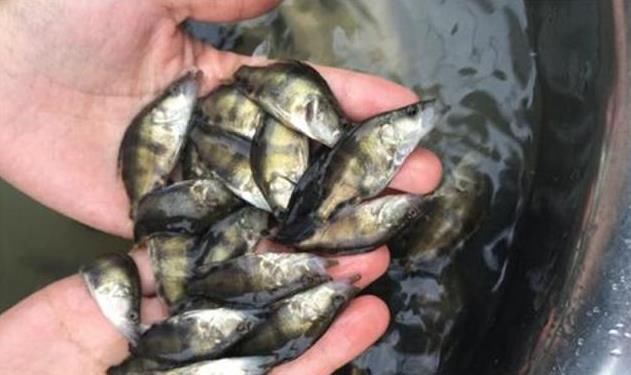  肉质：去年20元还卖不动，今年价格直上50元一斤，比石斑鱼贵