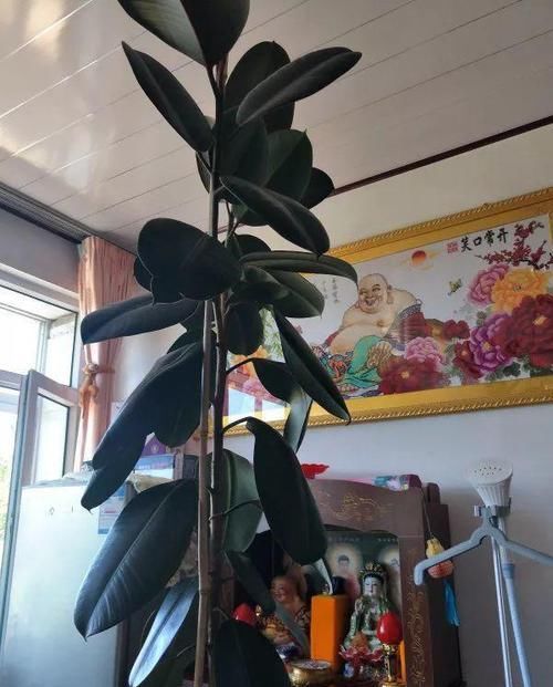  「图片作者」客厅就养这4种花，威武霸气，开花还漂亮！