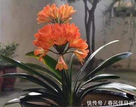 「摆在」富裕家庭都养“3种花”,摆在客厅金玉满堂,懂行人都会养一盆