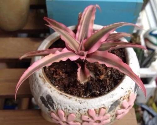  【养在浴室里面】浴室里面必备的几种绿色植物，这几种观叶植物叶子翠绿，特好养