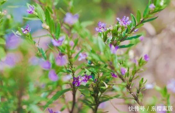  【含苞待放】珍品月季“少女之心”，含苞待放，清秀淡雅，实属养花首选